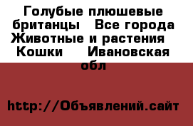 Голубые плюшевые британцы - Все города Животные и растения » Кошки   . Ивановская обл.